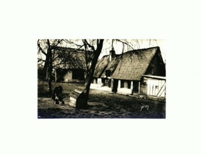 CP24 Tema canina foto