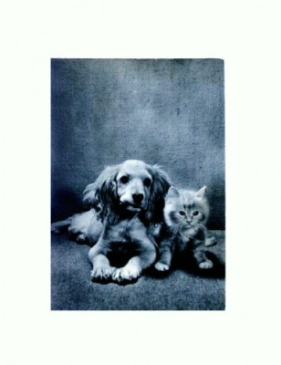 CP36 Tema canina foto