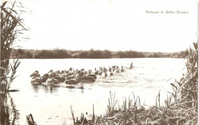 R3740 Pelicani in Delta Dunarii CIRCULAT 1963 foto