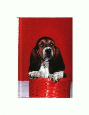 CP45 Tema canina foto