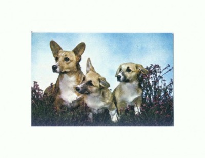 CP46 Tema canina foto