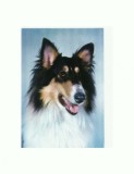 CP48 Tema canina
