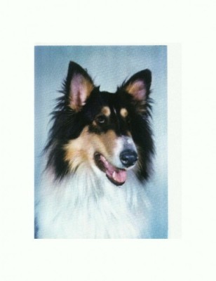 CP48 Tema canina foto
