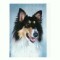 CP48 Tema canina