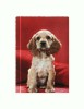 CP51 Tema canina