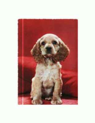 CP51 Tema canina foto