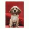 CP51 Tema canina