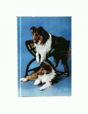 CP53 Tema canina foto
