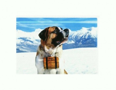 CP55 Tema canina foto