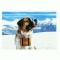CP55 Tema canina