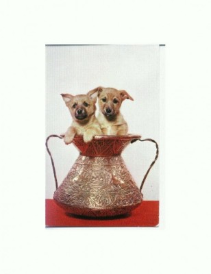 CP58 Tema canina foto