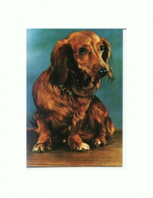 CP62 Tema canina foto