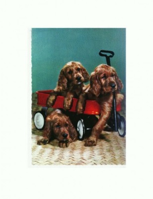 CP64 Tema canina foto