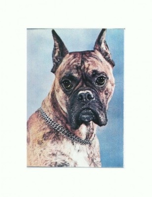 CP66 Tema canina foto