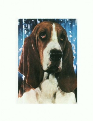 CP67 Tema canina foto