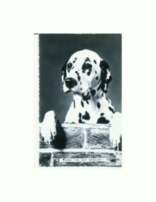 CP69 Tema canina foto