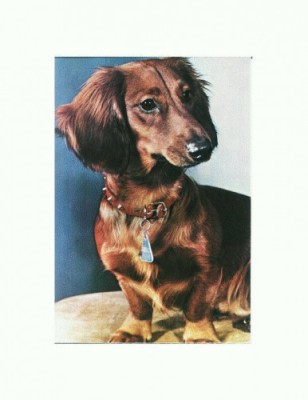 CP70 Tema canina foto