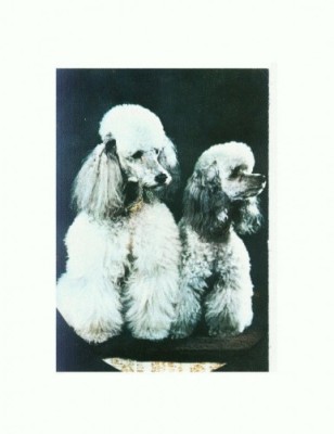 CP72 Tema canina foto