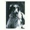 CP73 Tema canina