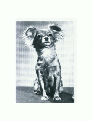 CP76 Tema canina foto