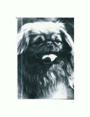 CP77 Tema canina foto