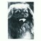 CP77 Tema canina