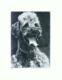 CP78 Tema canina