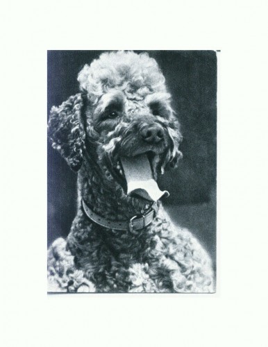 CP78 Tema canina