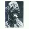 CP78 Tema canina