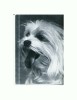 CP81 Tema canina