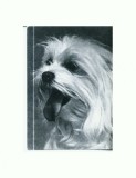 CP81 Tema canina
