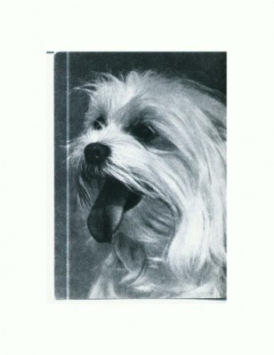 CP81 Tema canina foto