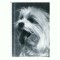CP81 Tema canina