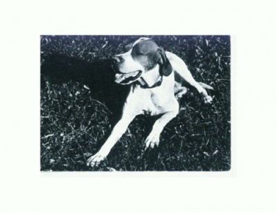 CP84 Tema canina foto