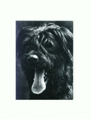 CP88 Tema canina foto