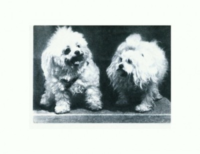 CP91 Tema canina foto