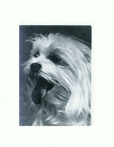 CP92 Tema canina CP92 Tema canina
