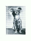 CP93 Tema canina