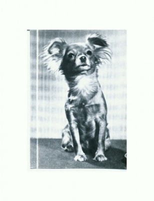 CP93 Tema canina foto