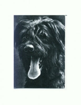 CP94 Tema canina foto