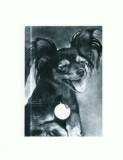 CP95 Tema canina