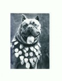 CP96 Tema canina