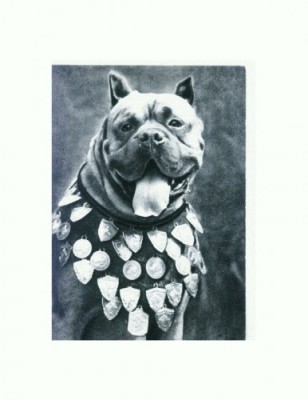 CP96 Tema canina foto