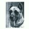 CP99 Tema canina