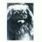 CP100 Tema canina