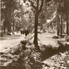 R4655 BAILE MONEASA Vedere din parc CIRCULAT 1963