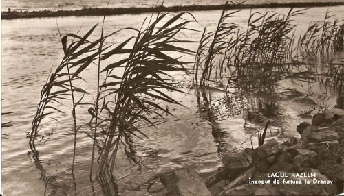 R4268 LACUL RAZELM CIRCULAT 1962