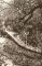 Foto  - 1