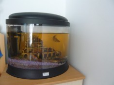 ACVARIU AQUATLANTIS 60L foto