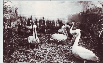 R-5941 Tulcea Muzeul Delta Dunarii Necirculata foto